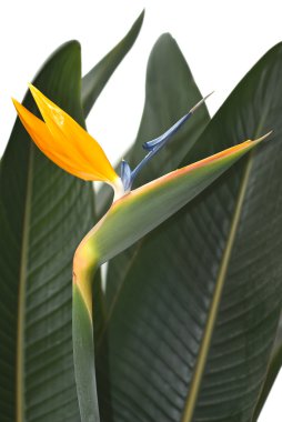 Bird of Paradise clipart