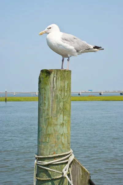 Seagull op een stapelen — Stockfoto