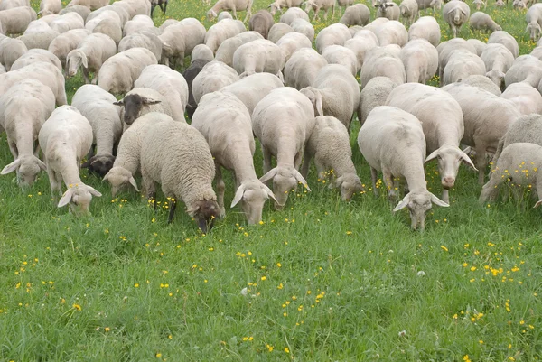 stock image Sheep Grazing