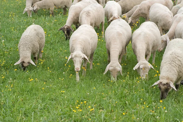 stock image Sheep Grazing