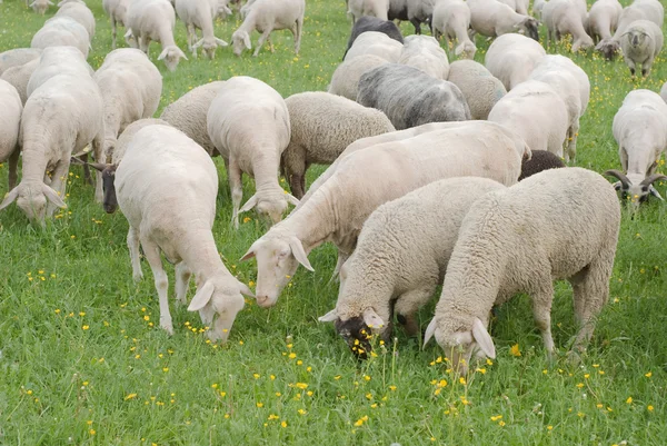 Sheep Grazing — Stock Photo, Image