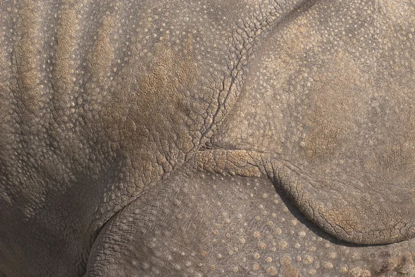 Pele de rinoceronte — Fotografia de Stock
