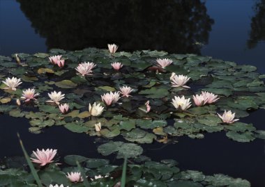 Water Lilies clipart