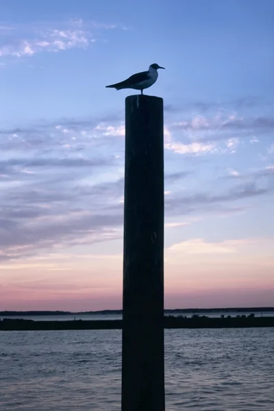 Bird Silhouette — Stock Photo, Image