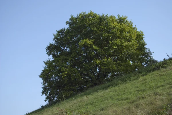Träd på en sluttning — Stockfoto
