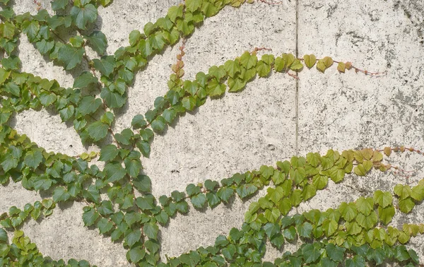 Winorośle wspinaczkowe Ivy — Zdjęcie stockowe
