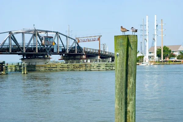 Seagulls in Chincoteague — Stock Photo, Image
