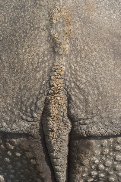 Kůže nosorožce — Stock fotografie