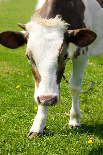 Hnědé krávy pasoucí — Stock fotografie
