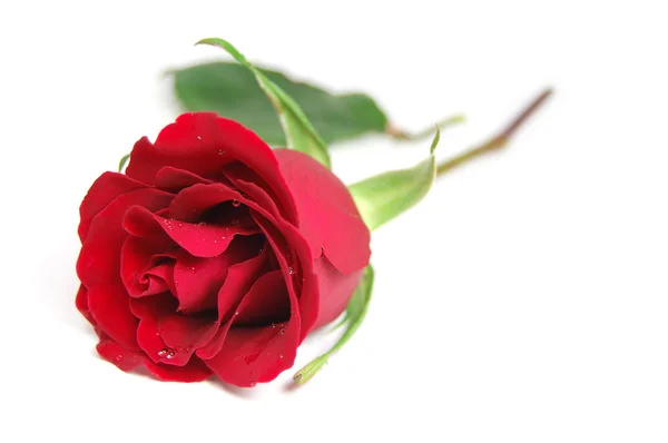Rosa de color rojo profundo con gotas de agua aisladas en blanco — Foto de Stock