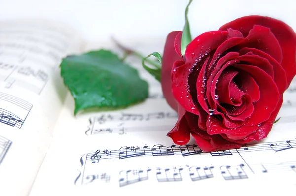 音乐工作表上的红玫瑰 — 图库照片