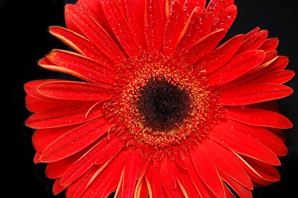 Fekete háttér piros gerber virágok — Stock Fotó