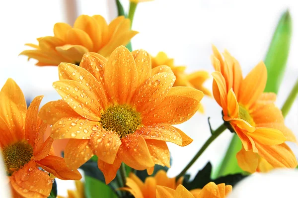 Куча оранжевой хризантемы — стоковое фото