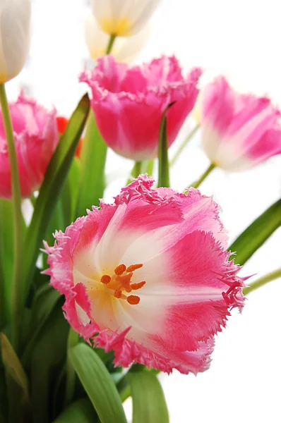 Букет з рожевих тюльпанів — стокове фото