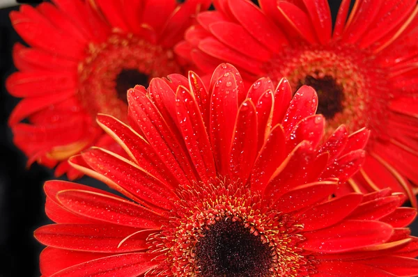 Red gerber flowers on black background — Stock Photo, Image