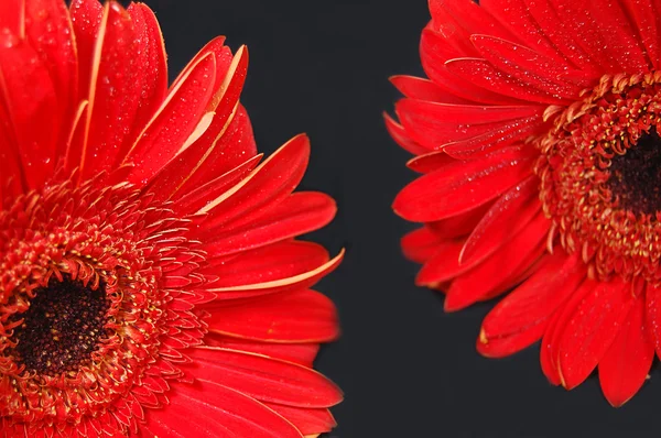 Red gerber flowers on black background — Stock Photo, Image