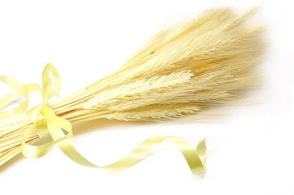 Bando de espigas de milho amarradas sobre branco — Fotografia de Stock