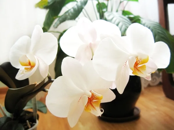 stock image Orchid white blossom in flowerpot