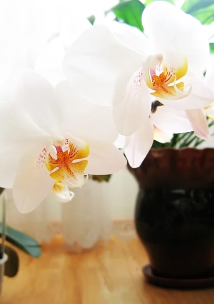 Fiori bianchi del Orchid in vaso da fiori — Foto Stock