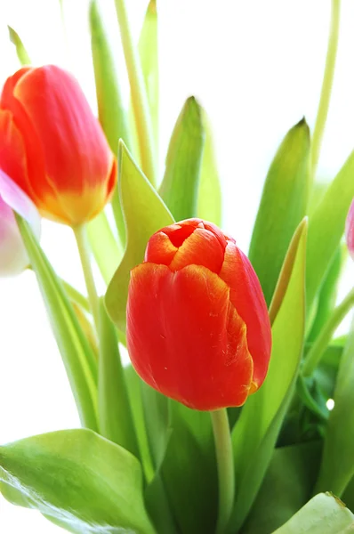 Túlipas vermelhas canteiro de flores na primavera — Fotografia de Stock