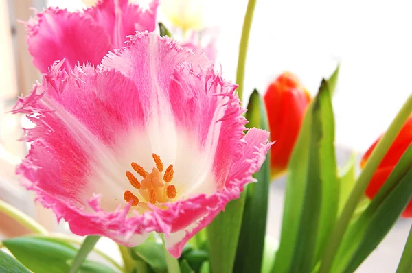Bouquet di tulipani rosa — Foto Stock