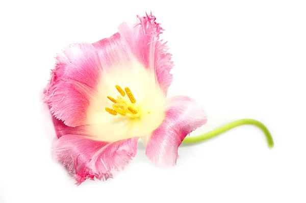 白色的粉红色郁金香 — 图库照片