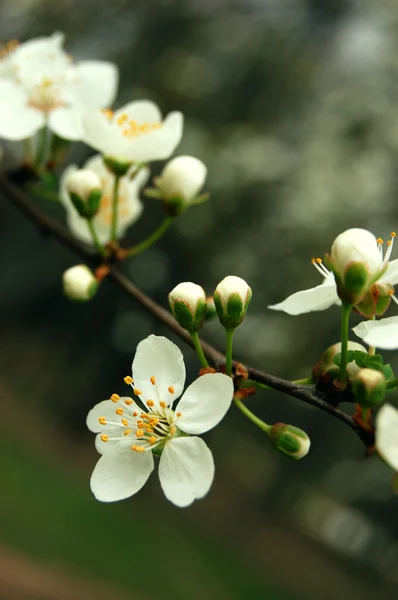 Białe kwiaty wiosny na gałęziach — Zdjęcie stockowe