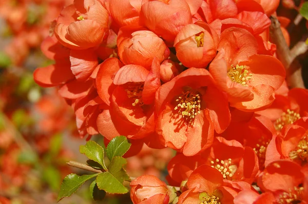 stock image Branch of orange-pink quince