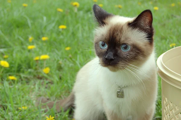 Сиамская кошка на фоне одуванчика возле корзины — стоковое фото