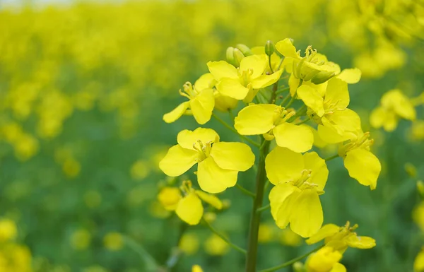 stock image Rapeseed oilseed flower over blooming field