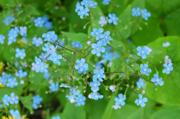 stock image Forget-me-not flowers over green grass