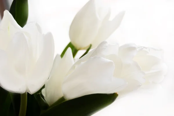 Strauß weißer Tulpen — Stockfoto