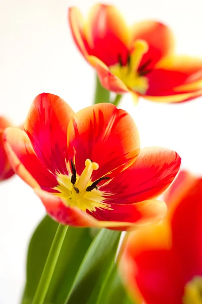 Rode geopende tulpen — Stockfoto