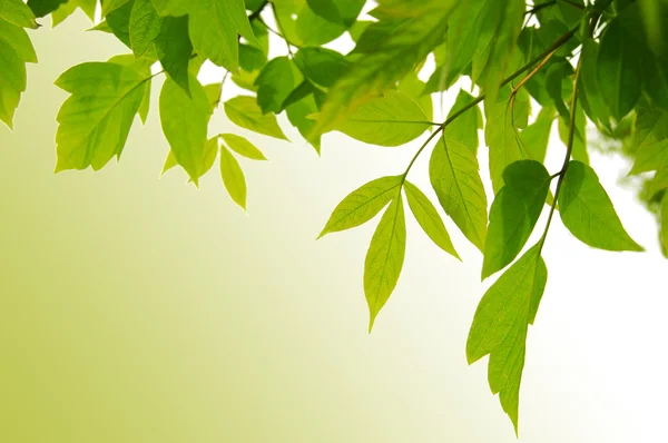 Зеленая рамка из листьев — стоковое фото