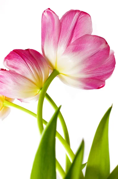 Algumas tulipas rosa abertas — Fotografia de Stock