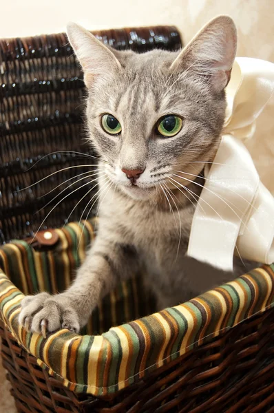 Дымчатая кошка, выглядывающая наружу — стоковое фото