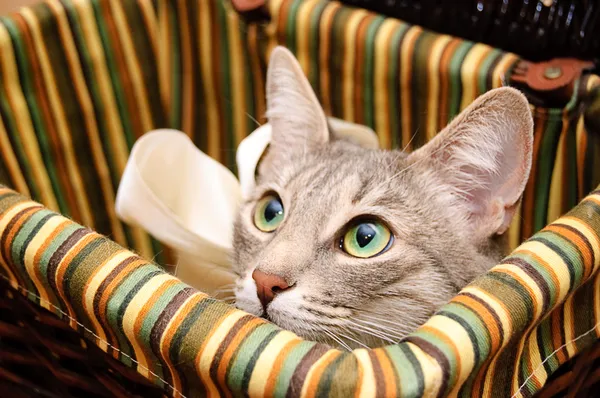 Rauchige Katze sieht neugierig aus — Stockfoto