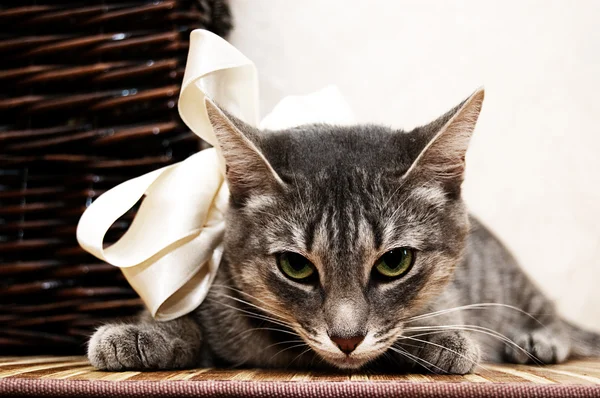 Дымчатая кошка с зелеными глазами — стоковое фото
