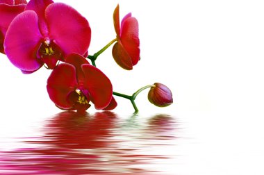 Pink orchids on white clipart