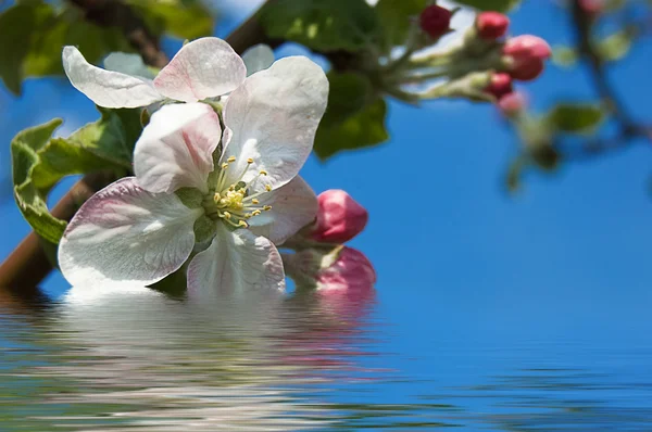 Kvetoucí jabloň — Stock fotografie