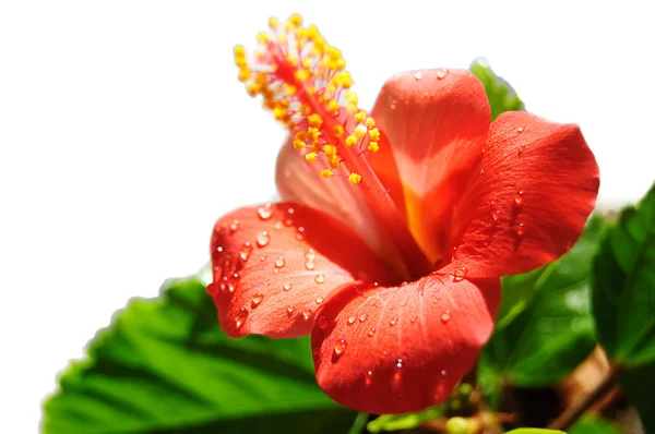 Hibiscus rouge floraison — Photo