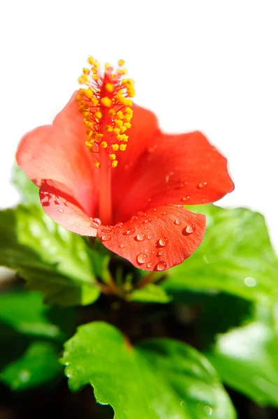 Hibisco vermelho com gotas — Fotografia de Stock