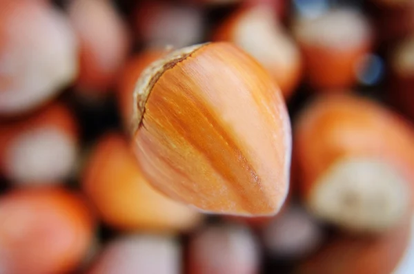 One big hazelnut in focus — Stock Photo, Image