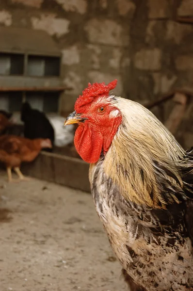 Hahn mit Hühnern — Stockfoto