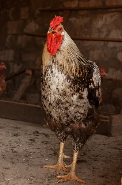 Hermosa polla de pie — Foto de Stock