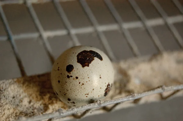 Běs křepelčí vejce — Stock fotografie