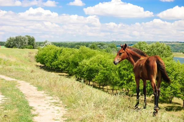 stock image Brown horse grazing on pasture