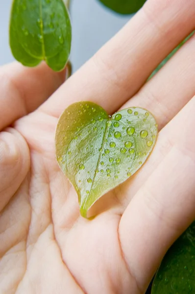 Hand holding green leaf — Stock Photo, Image