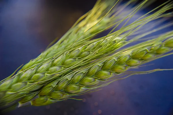 Ähren aus grünem Weizen — Stockfoto