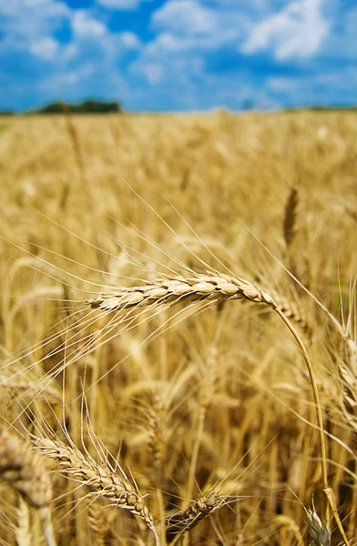 Goldener Weizen auf dem Feld — Stockfoto